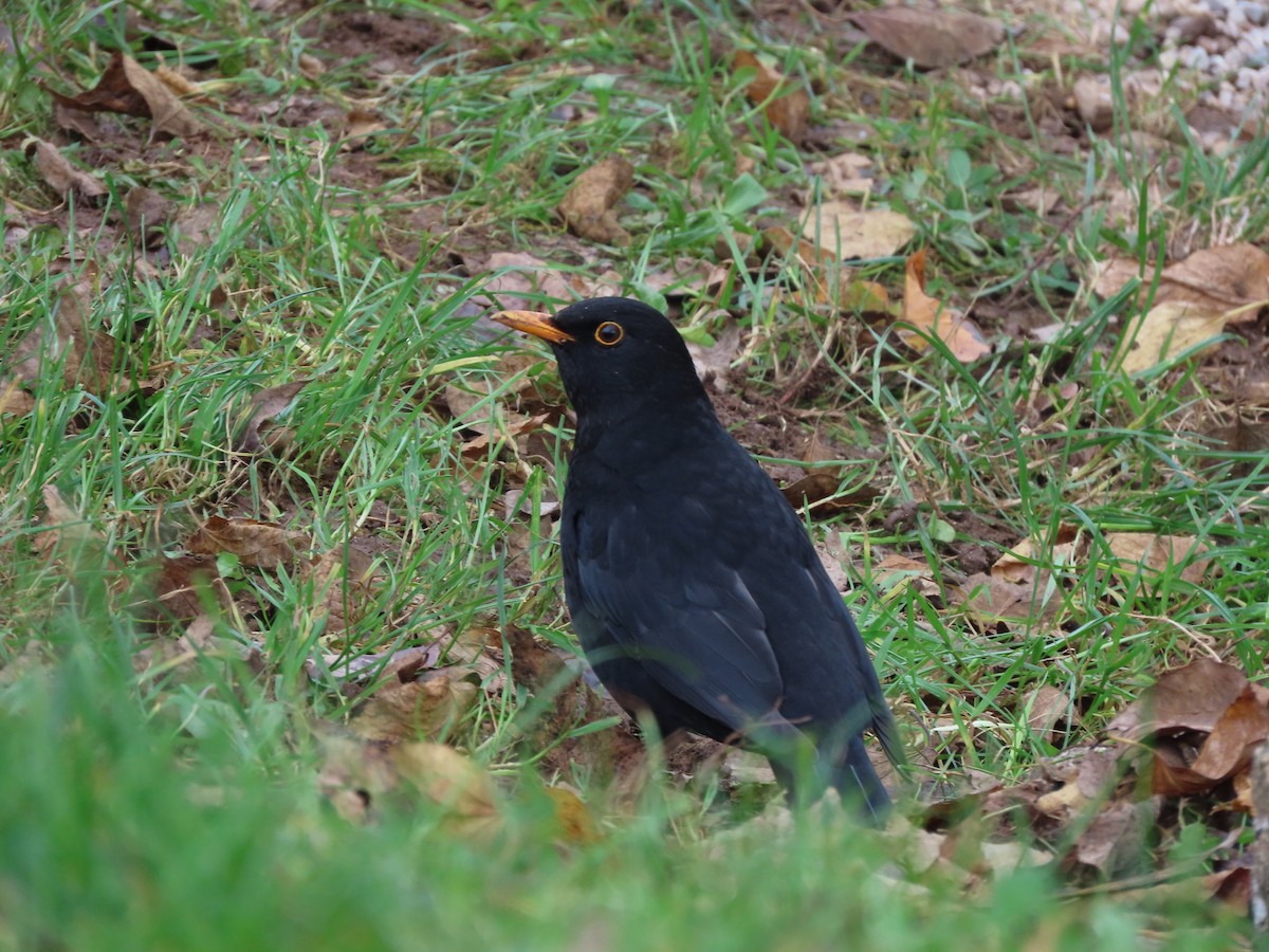Eurasian Blackbird - ML645381750