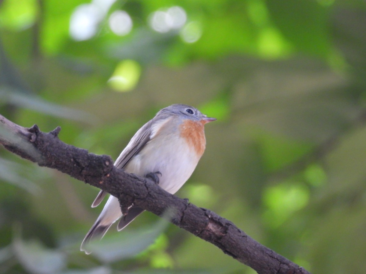Red-breasted Flycatcher - ML645381764