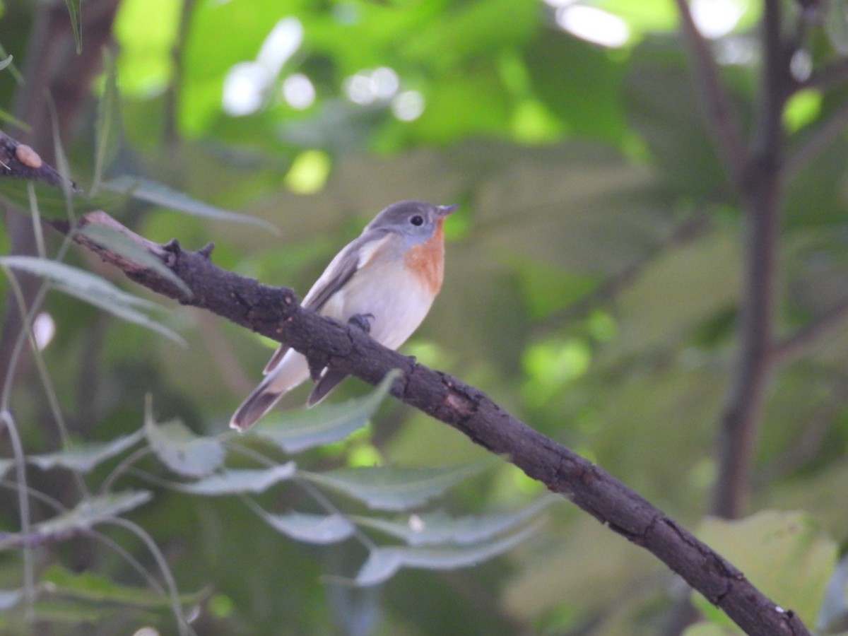 Red-breasted Flycatcher - ML645381765