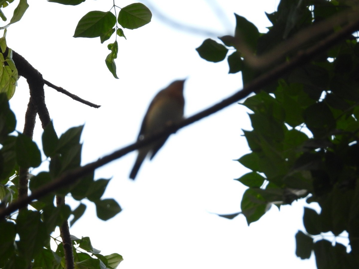 Red-breasted Flycatcher - ML645381766