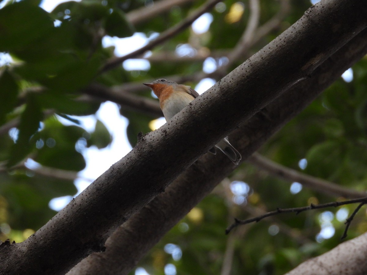 Red-breasted Flycatcher - ML645381767