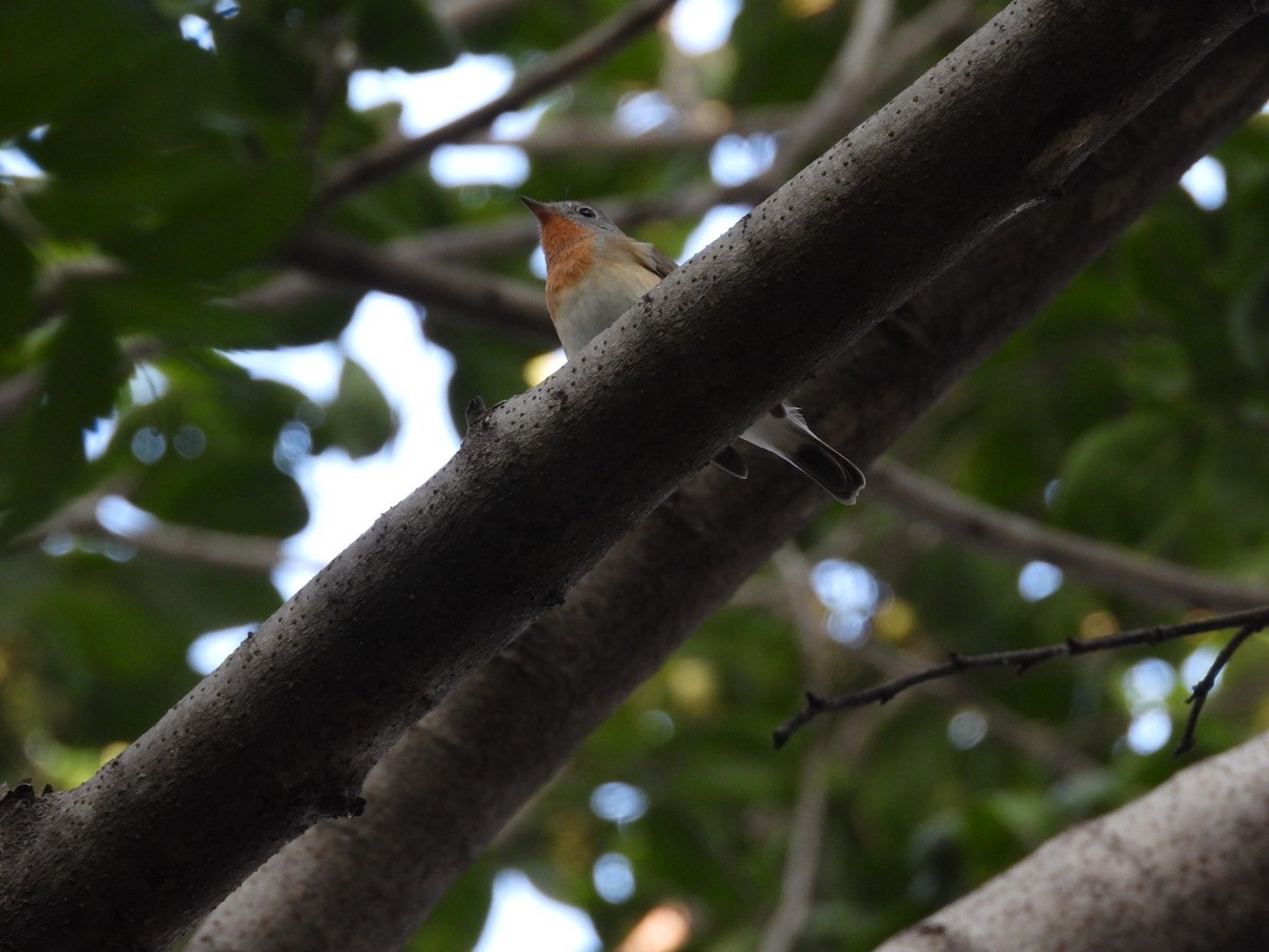 Red-breasted Flycatcher - ML645381769