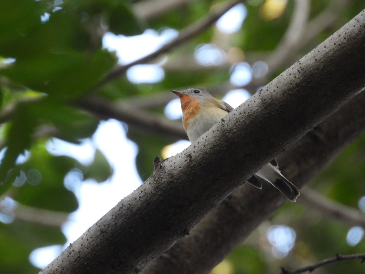 Red-breasted Flycatcher - ML645381770