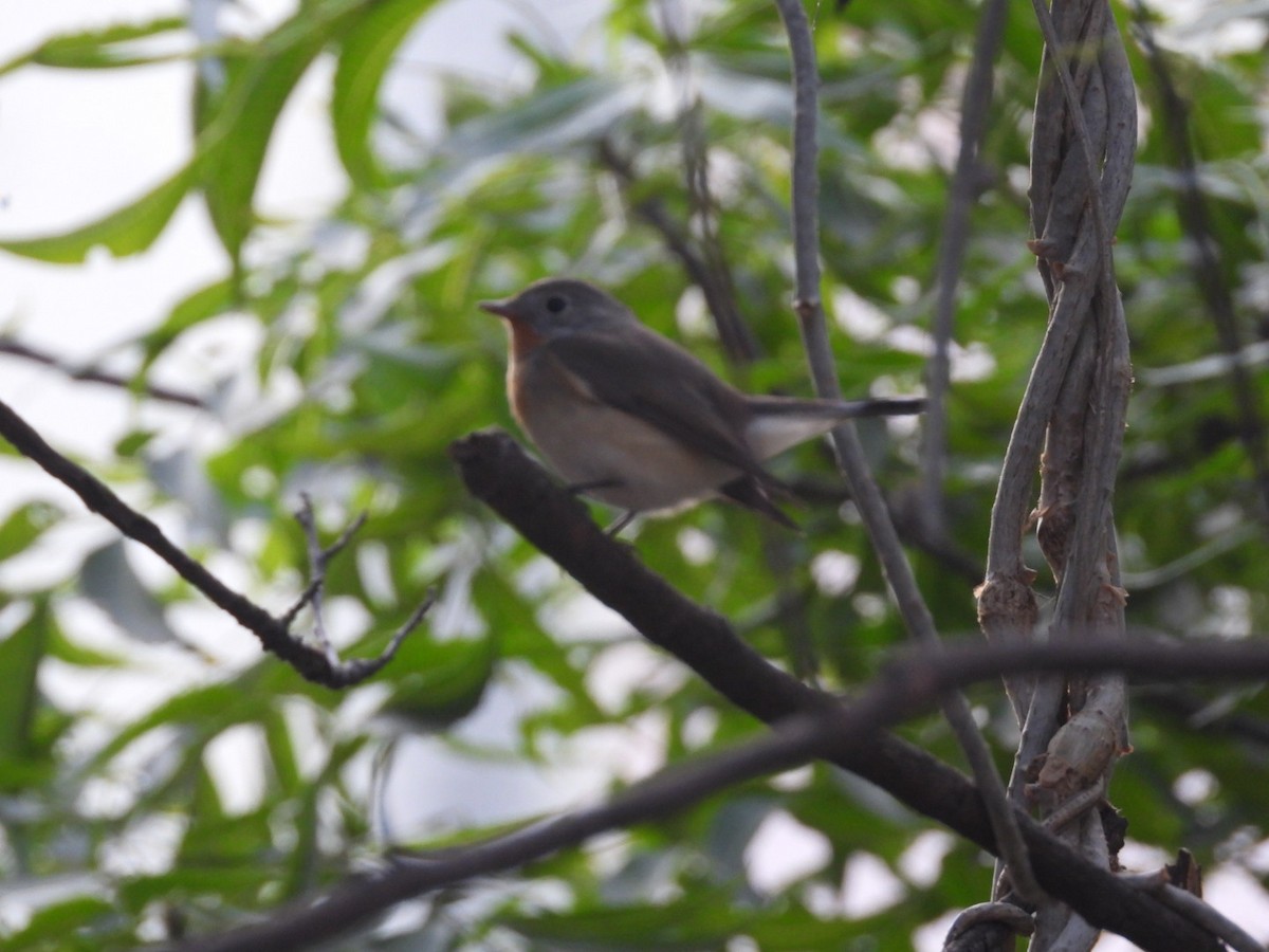 Red-breasted Flycatcher - ML645381771
