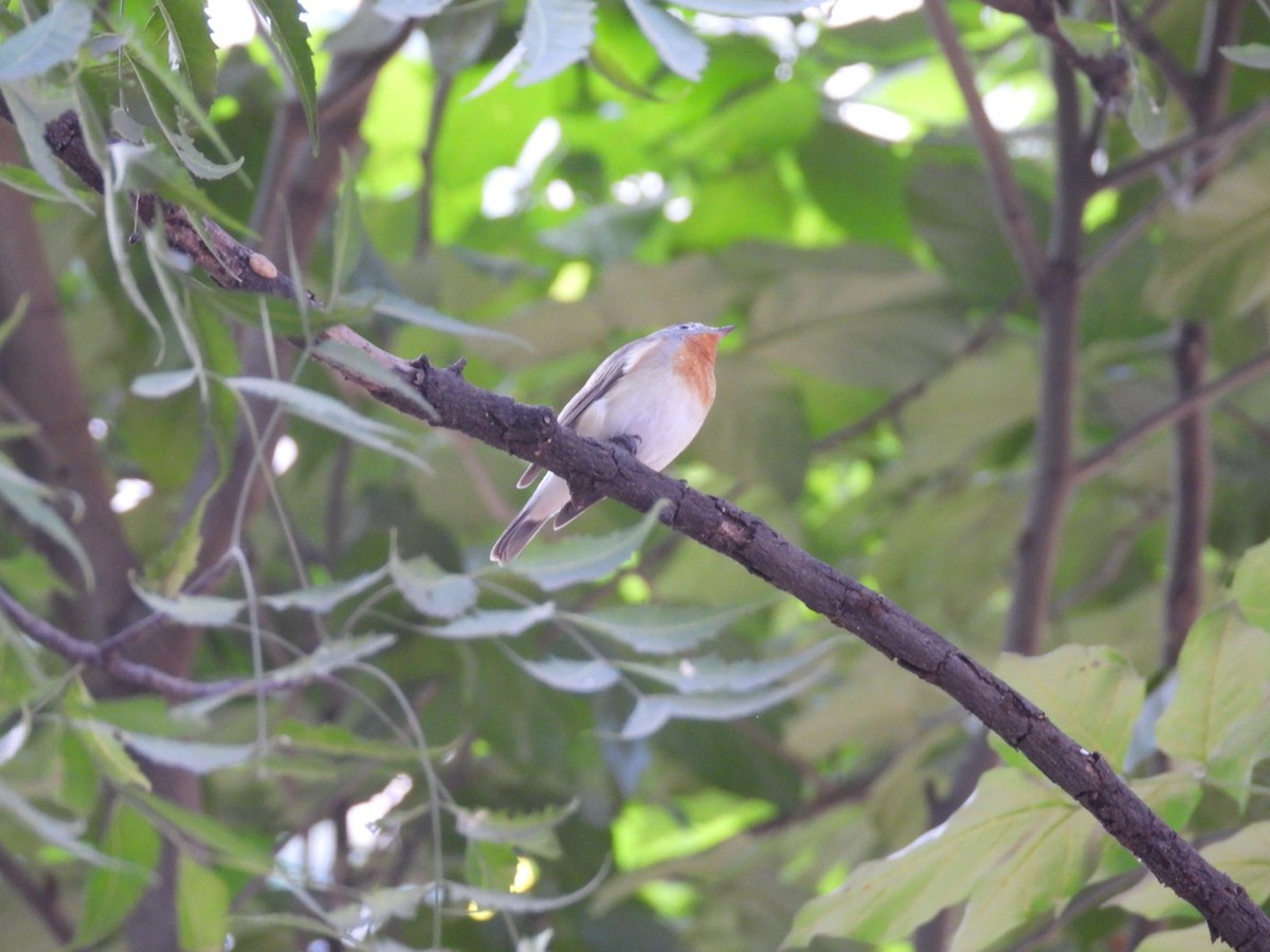 Red-breasted Flycatcher - ML645381772