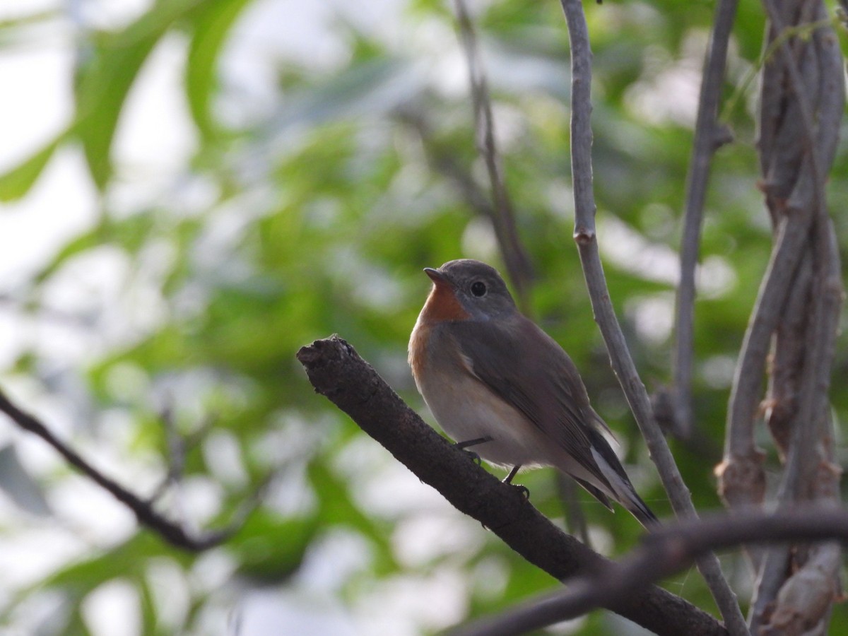 Red-breasted Flycatcher - ML645381774
