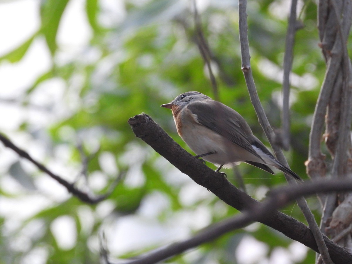 Red-breasted Flycatcher - ML645381775