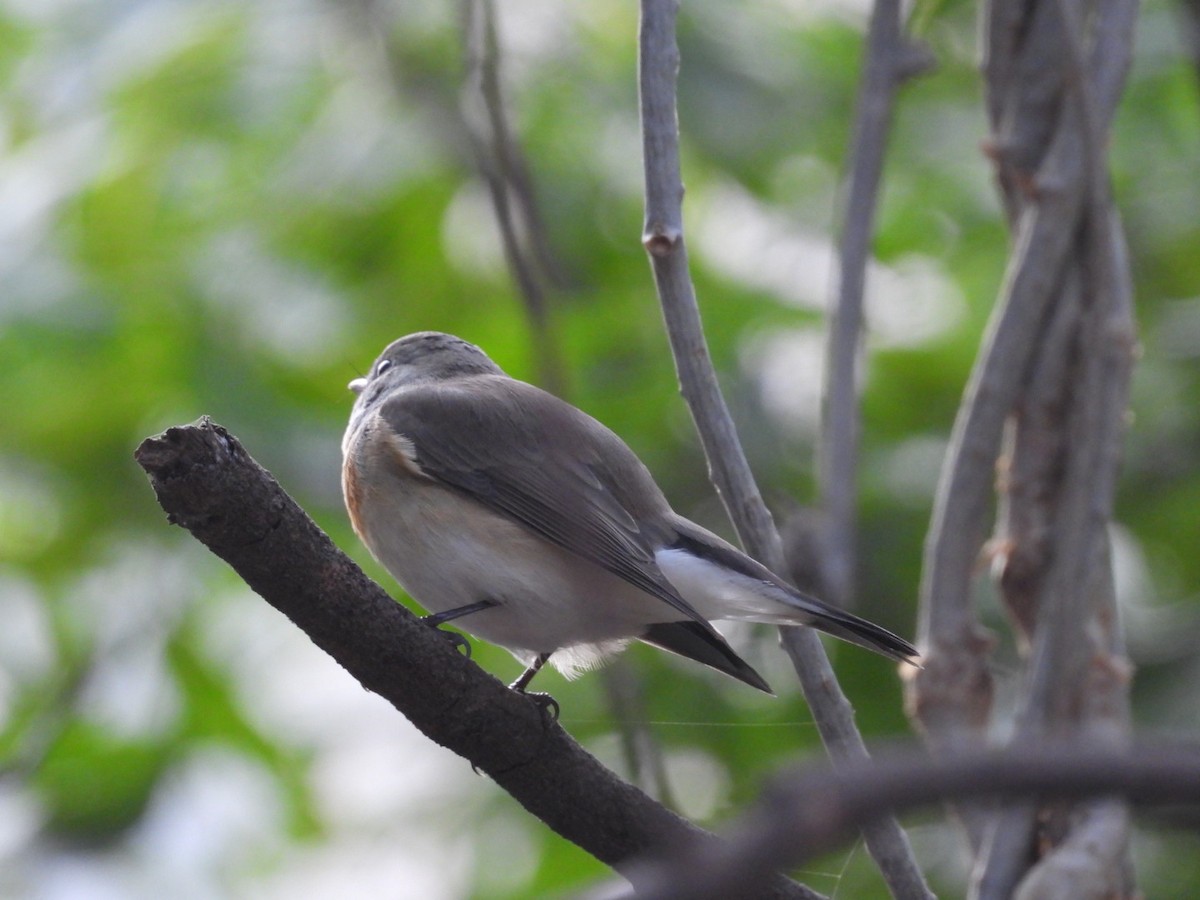 Red-breasted Flycatcher - ML645381776