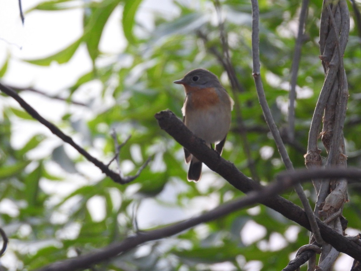 Red-breasted Flycatcher - ML645381777