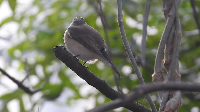 Мухоловка мала - ML645381778