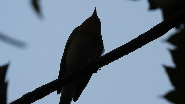 Мухоловка мала - ML645381780