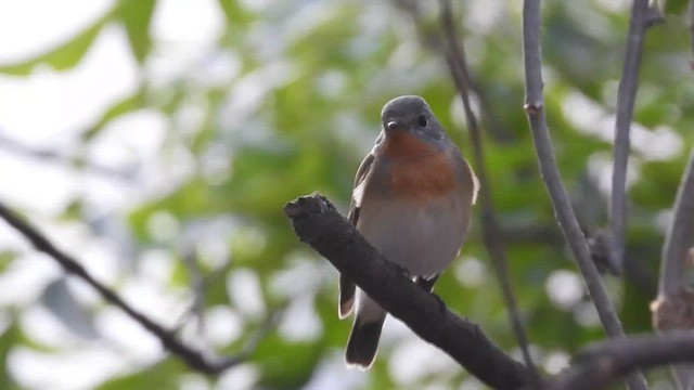 Мухоловка мала - ML645381787