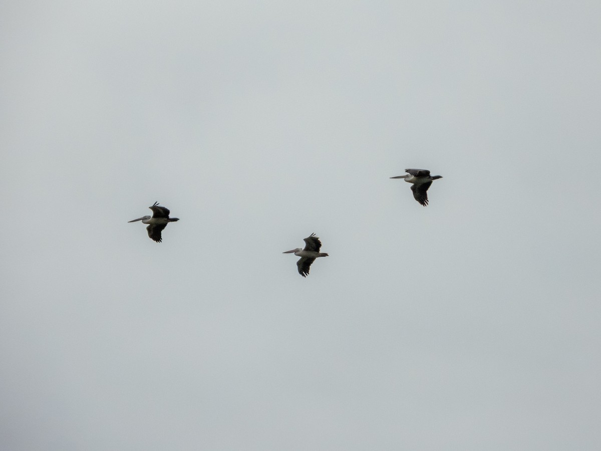 Spot-billed Pelican - ML645381790