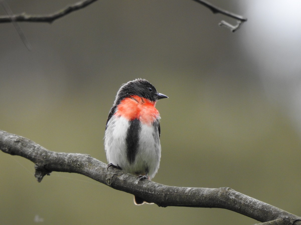 Mistletoebird - ML645381802