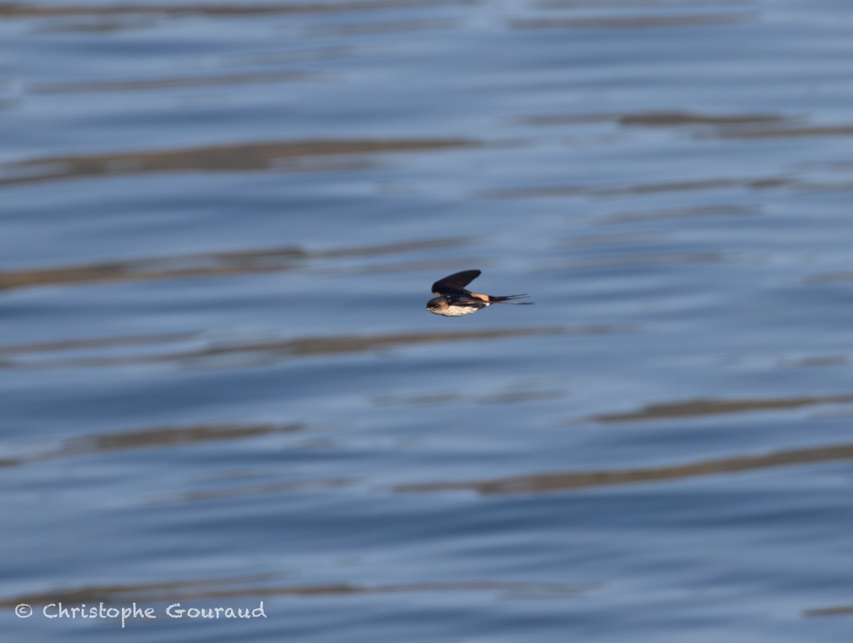 Eastern Red-rumped Swallow (Striated) - ML645381809