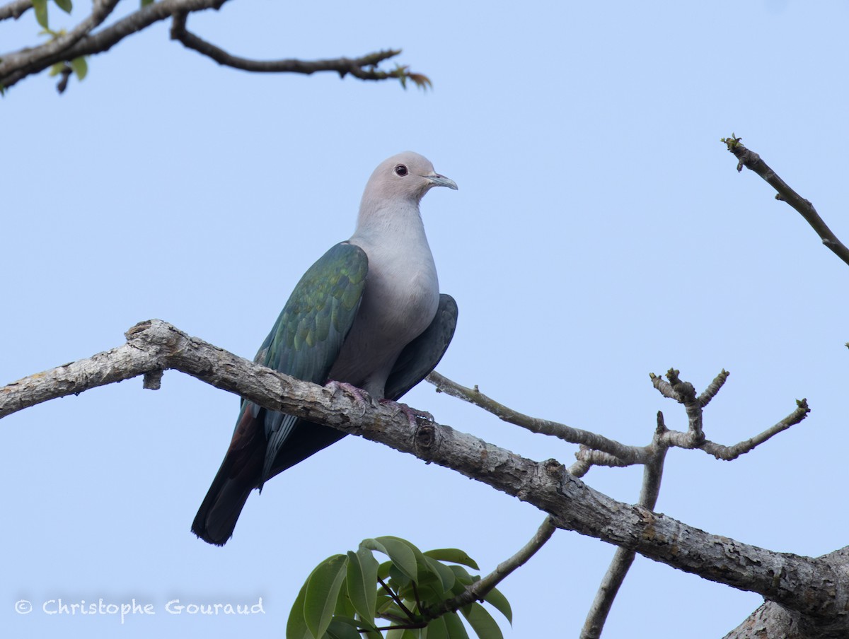 Green Imperial-Pigeon (Green) - ML645381828