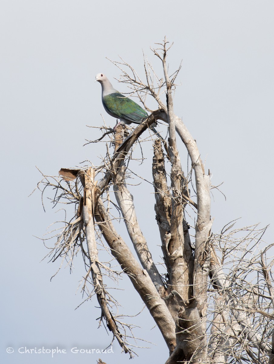 Green Imperial-Pigeon (Green) - ML645381829