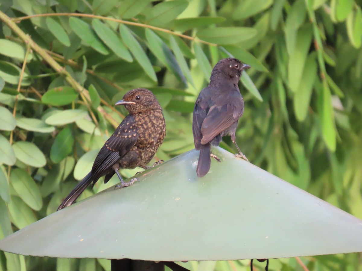 Northern Black-Flycatcher - ML645381861