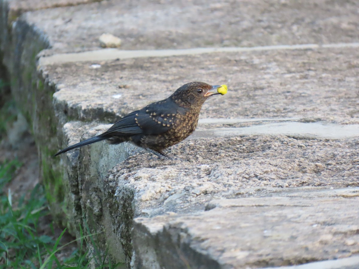 Northern Black-Flycatcher - ML645381864