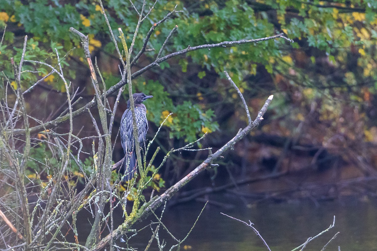 Pygmy Cormorant - ML645381869