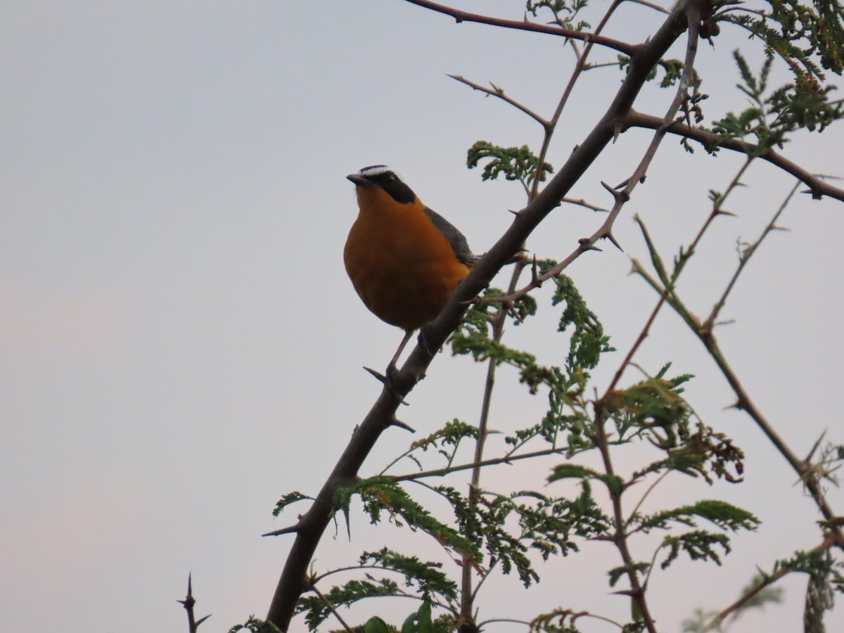 White-browed Robin-Chat - ML645381870