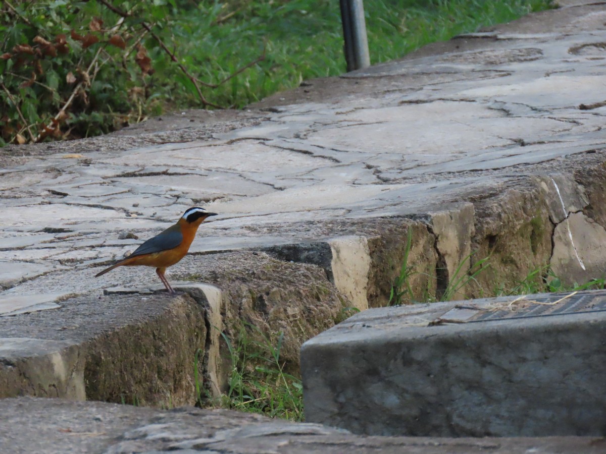 White-browed Robin-Chat - ML645381871