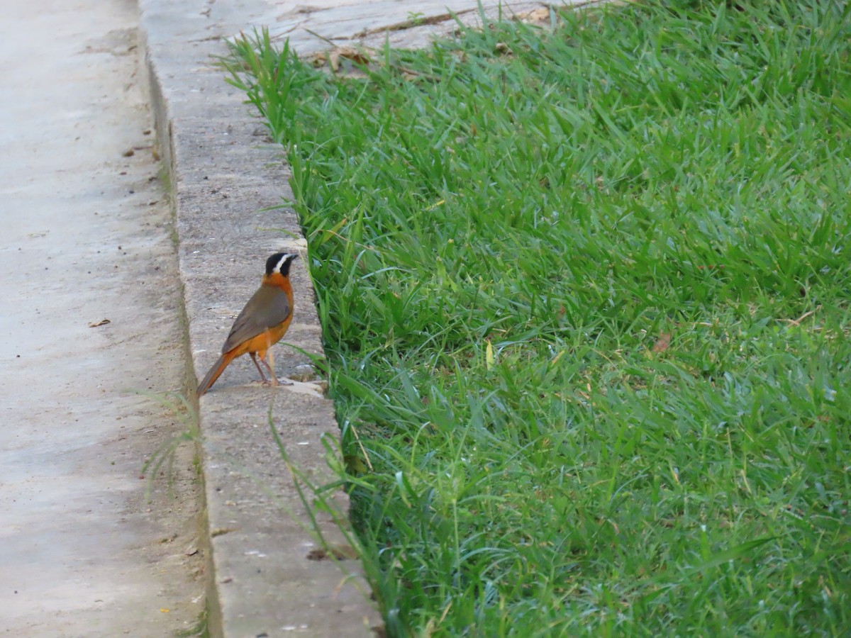 White-browed Robin-Chat - ML645381872