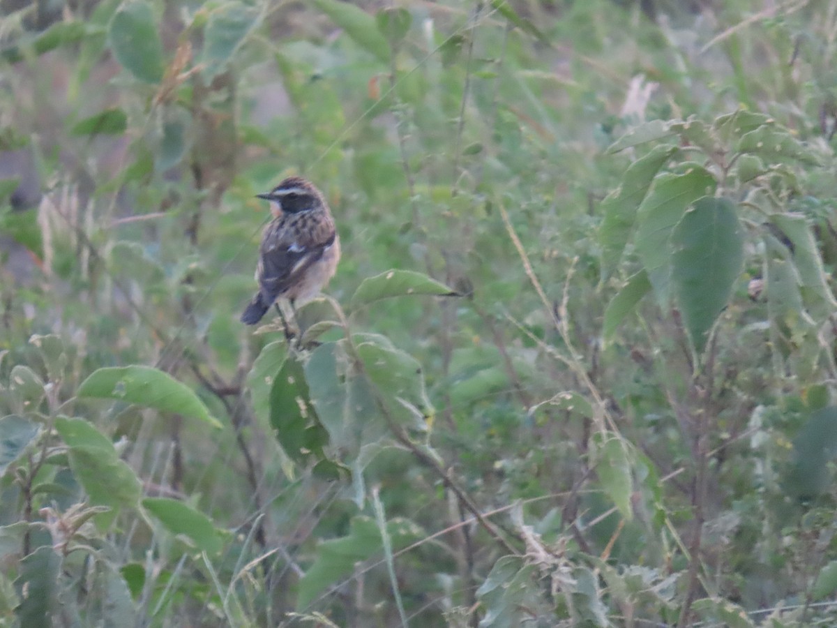 Whinchat - ML645381886