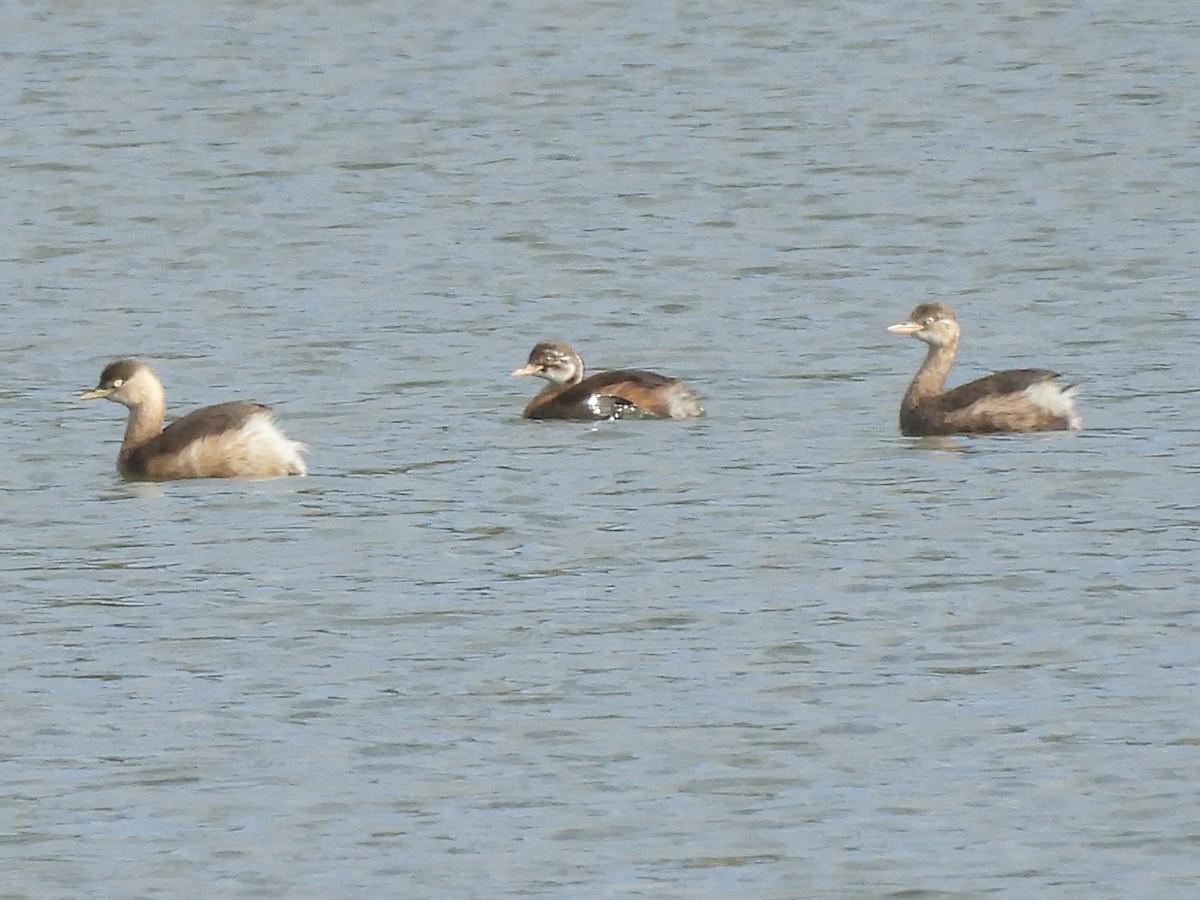 dvergdykker (ruficollis gr.) - ML645381891