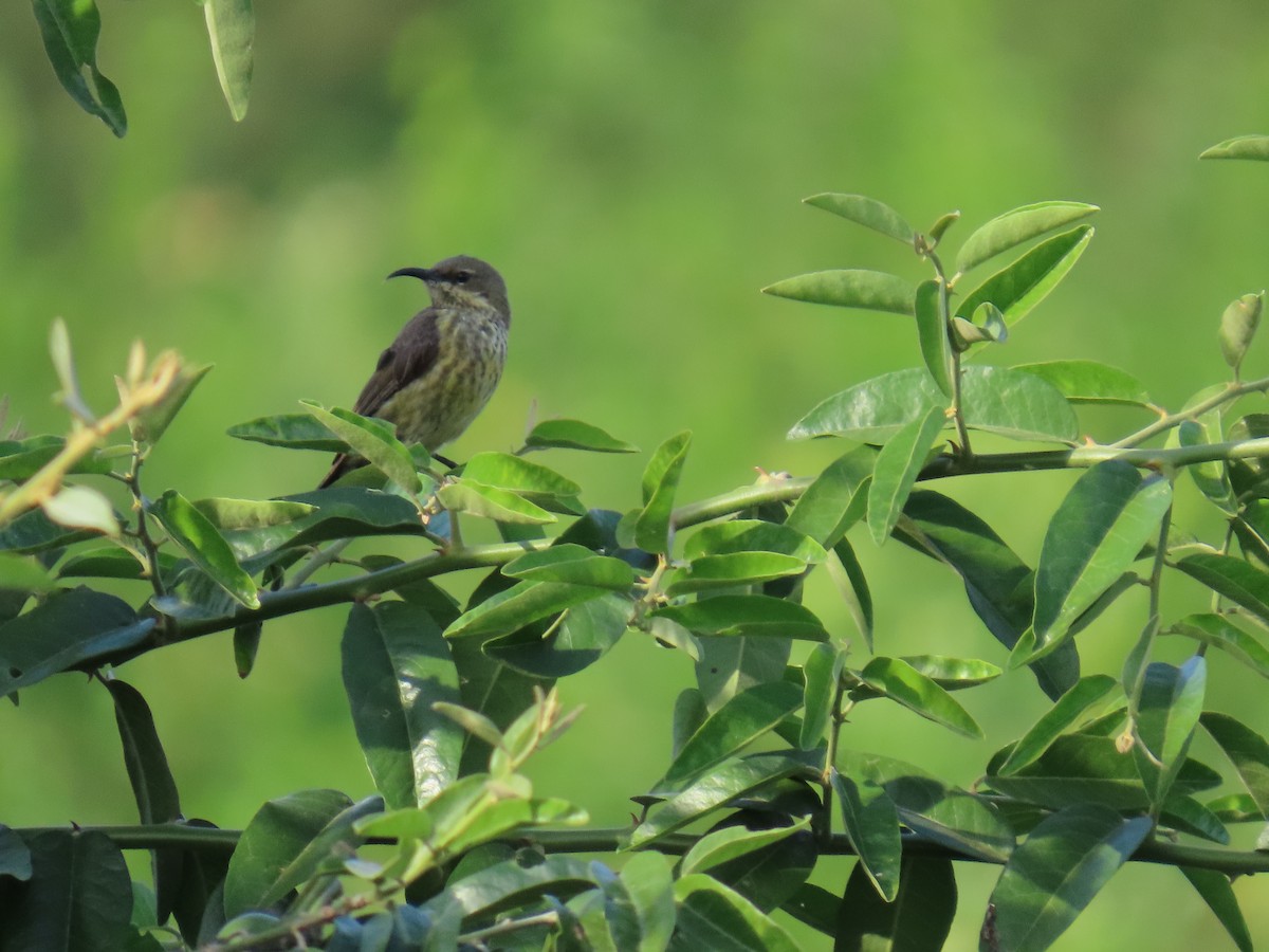 Marico Sunbird - ML645381896