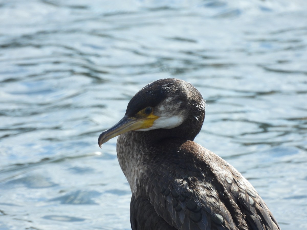 japanskarv - ML645381900