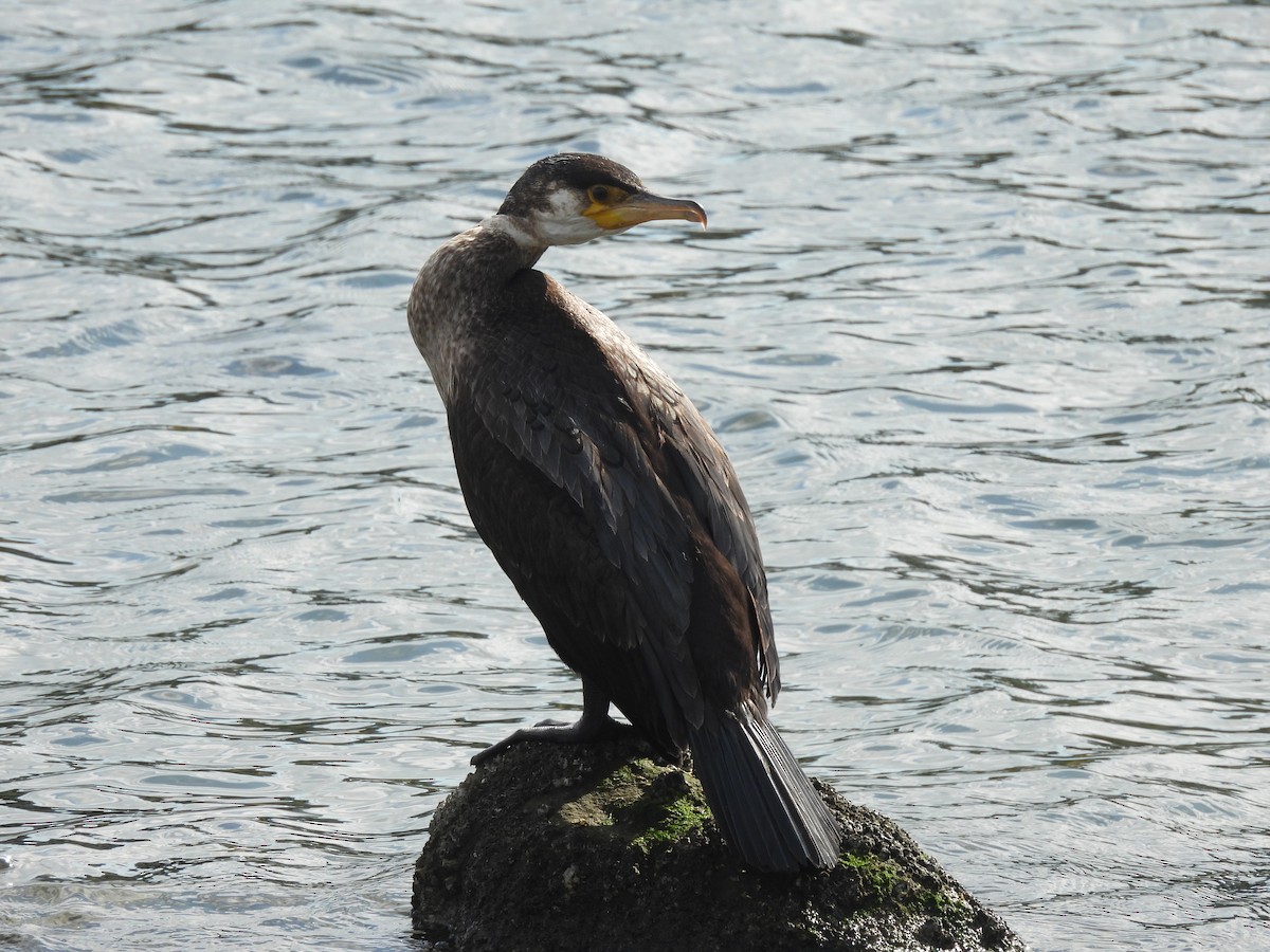 japanskarv - ML645381901