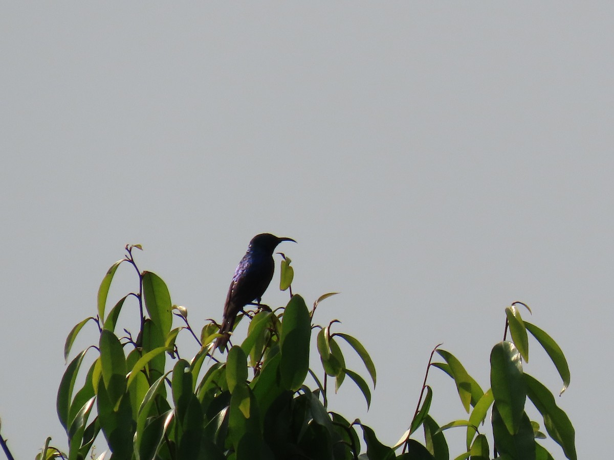 Red-chested Sunbird - ML645381904