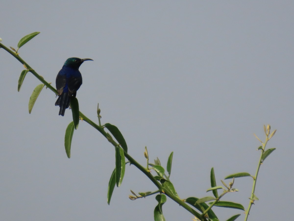 Red-chested Sunbird - ML645381905