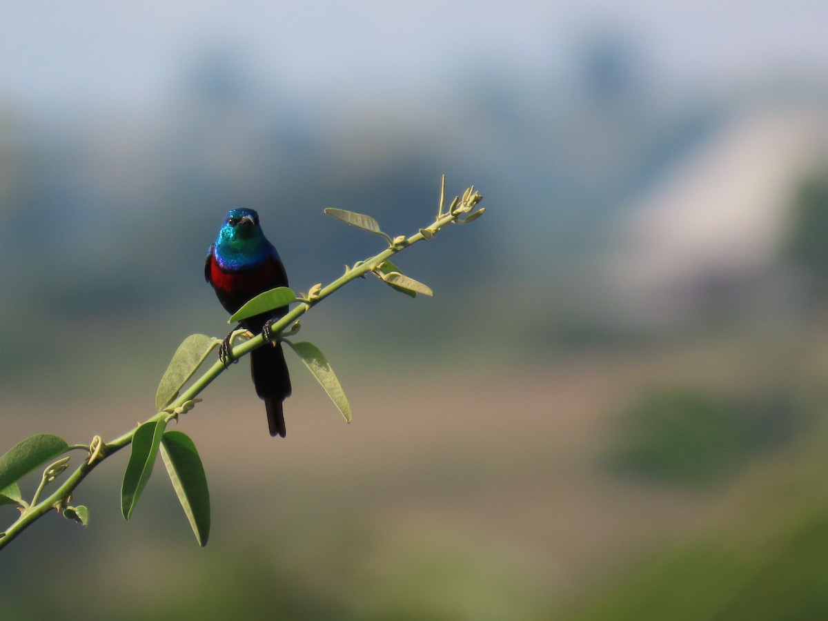 Red-chested Sunbird - ML645381906