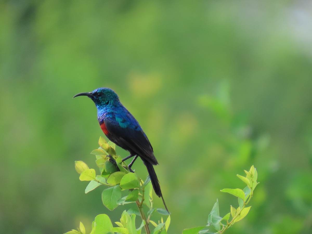 Red-chested Sunbird - ML645381907
