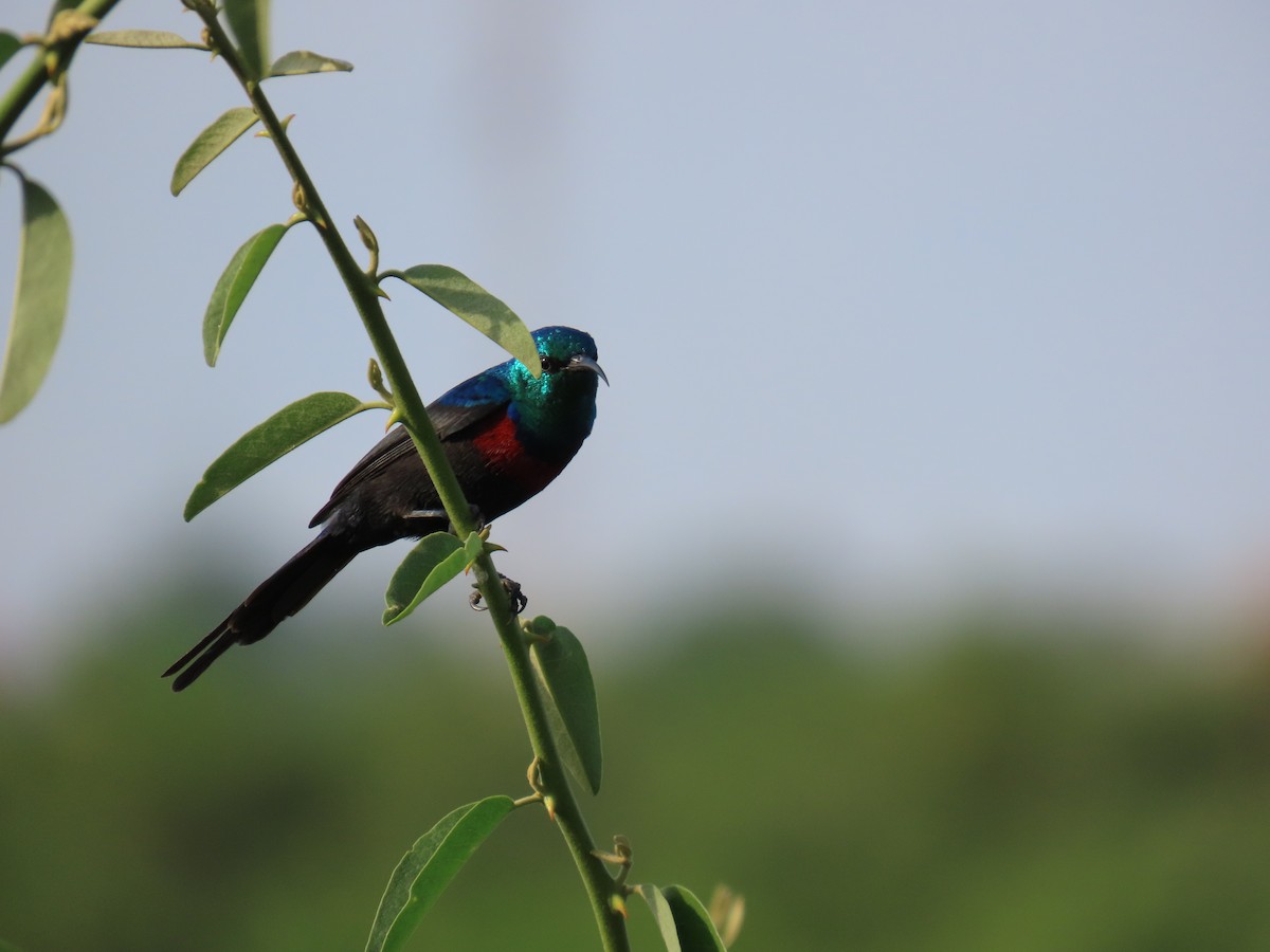 Red-chested Sunbird - ML645381908