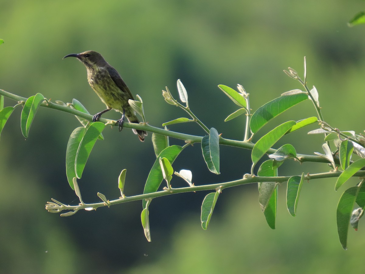 Red-chested Sunbird - ML645381909