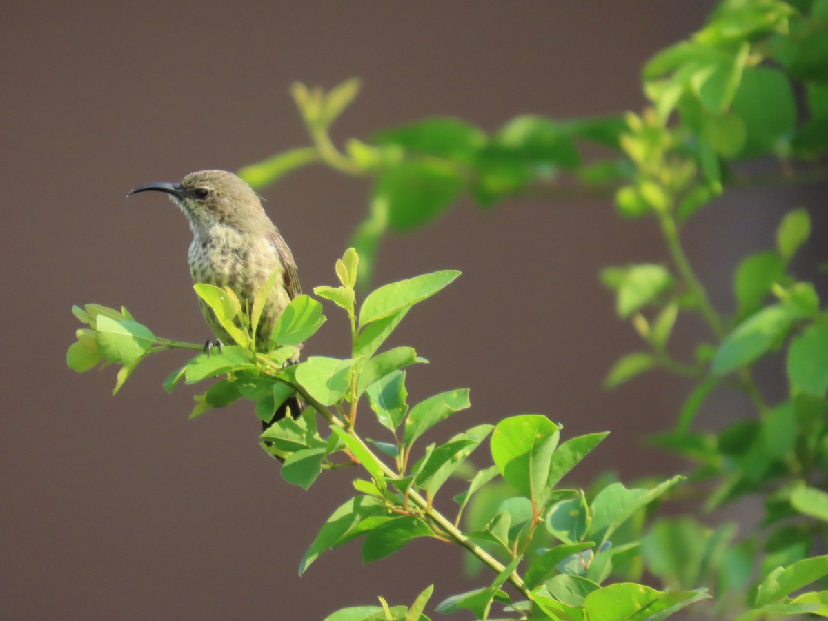 Red-chested Sunbird - ML645381910