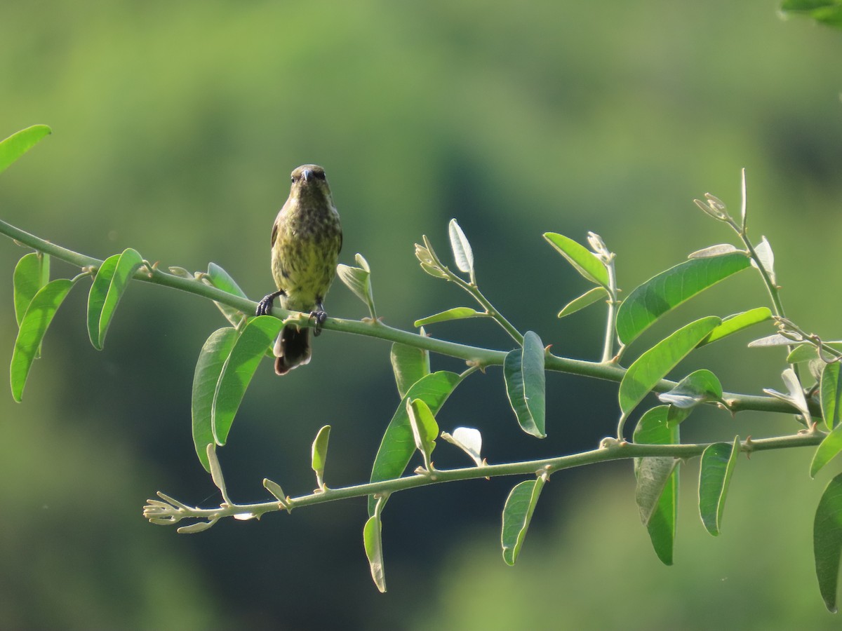 Red-chested Sunbird - ML645381911