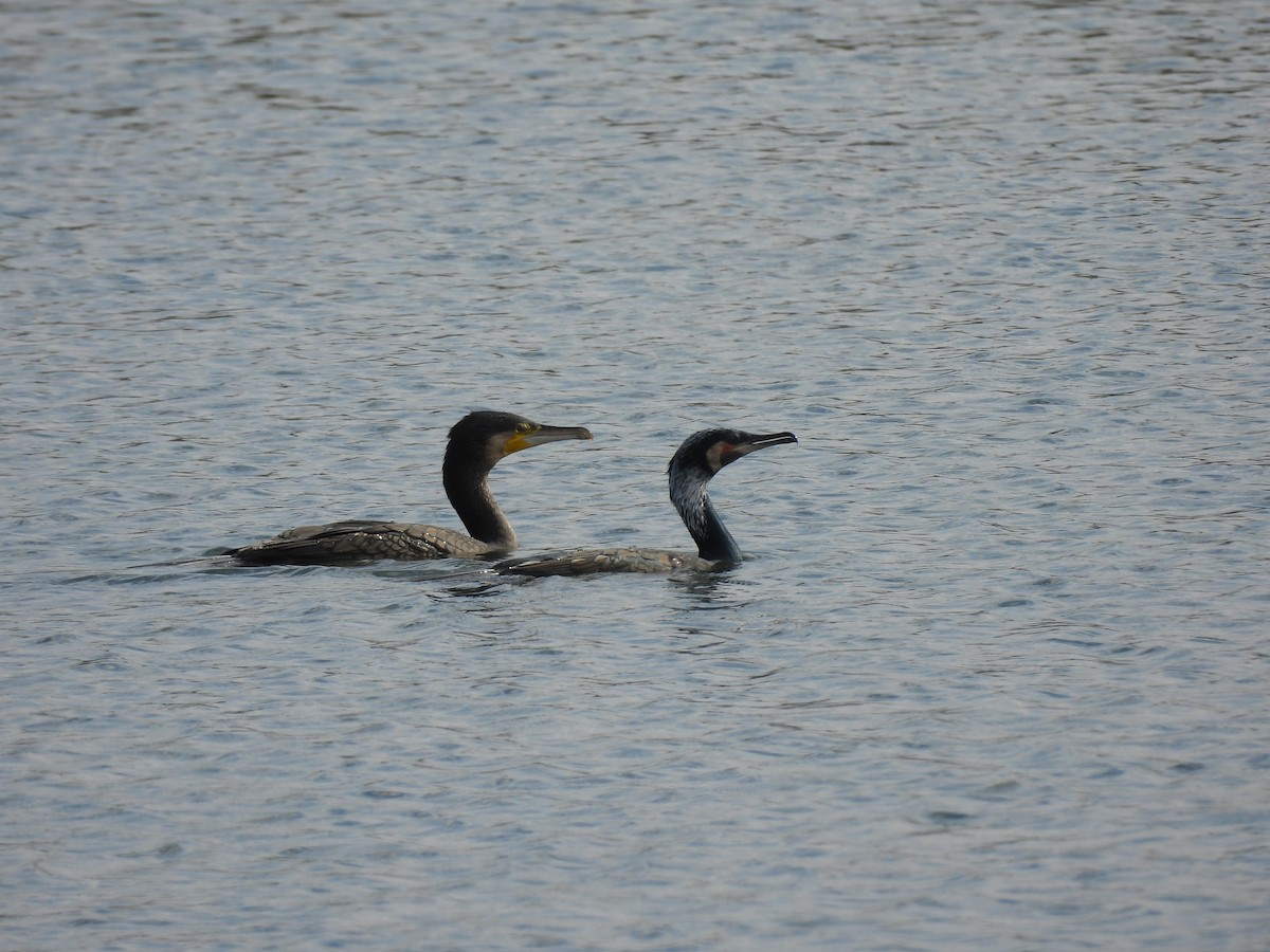 storskarv (sinensis/hanedae) - ML645381912