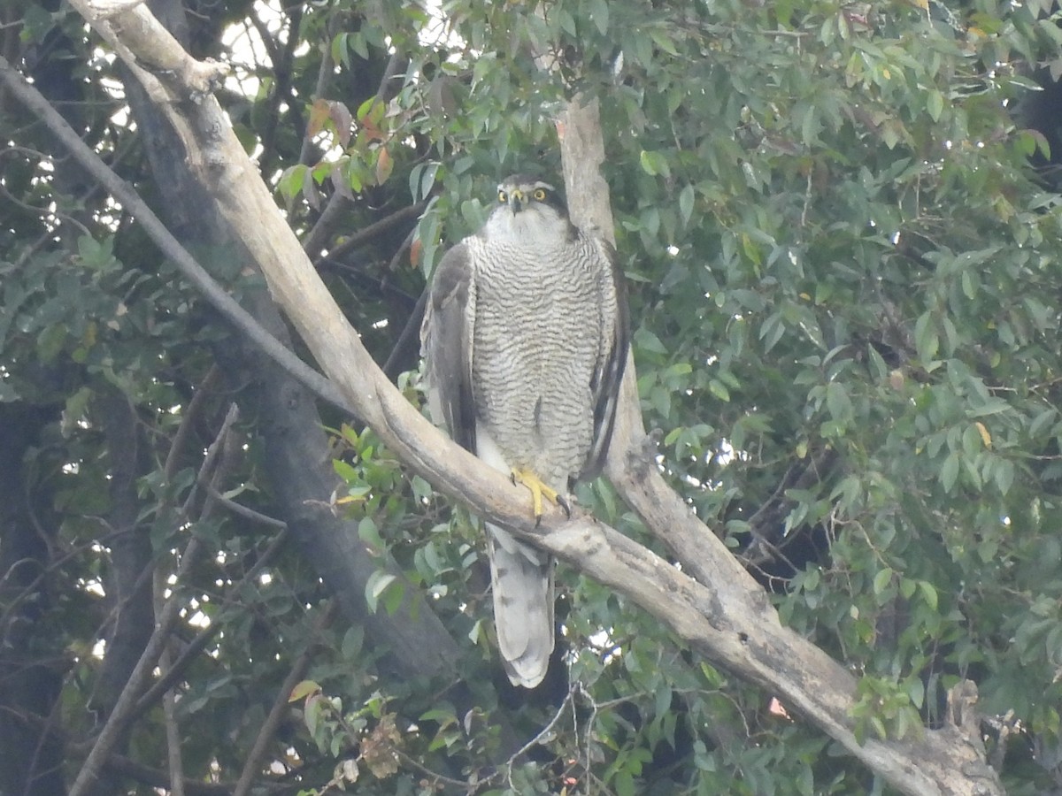 Azor Euroasiático - ML645381919