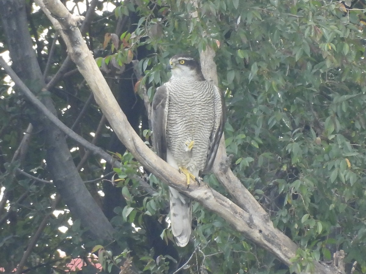 Azor Euroasiático - ML645381920
