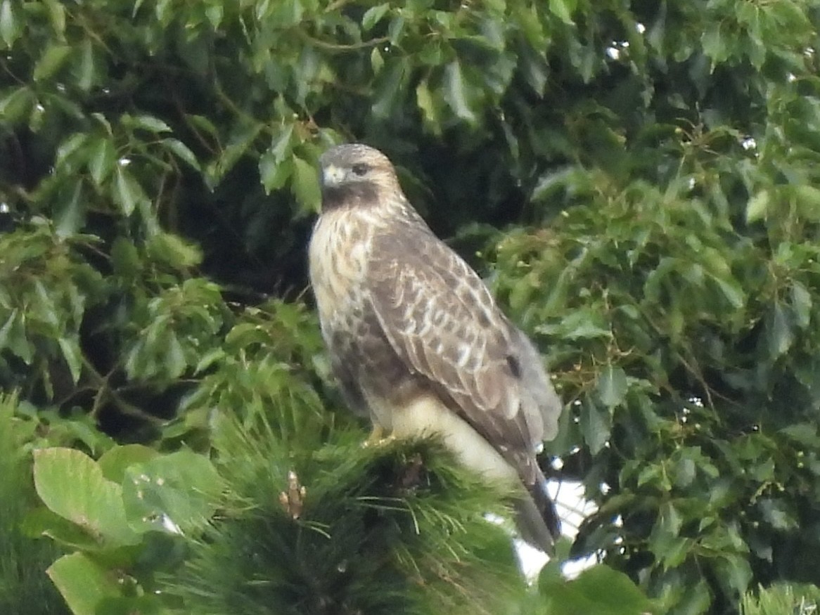 amurvåk - ML645381924