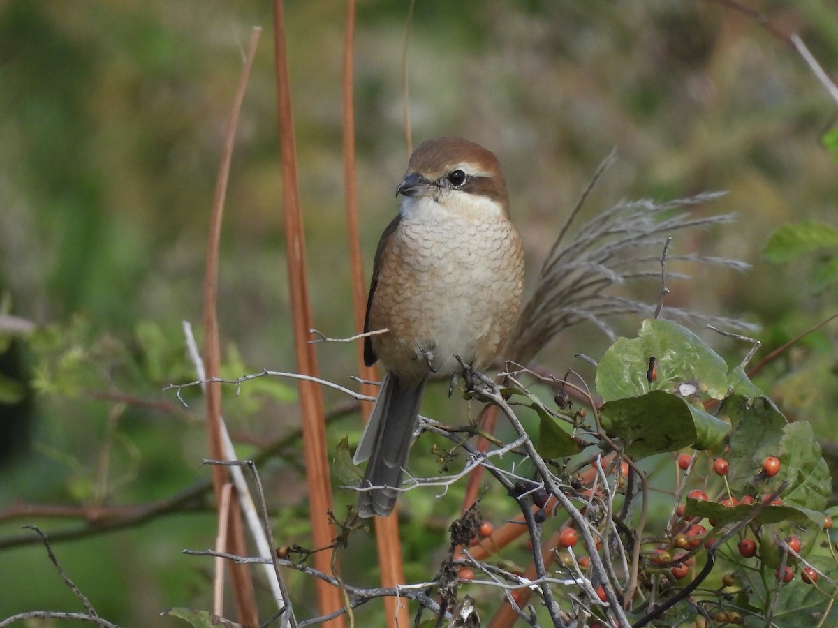 oksevarsler - ML645381927