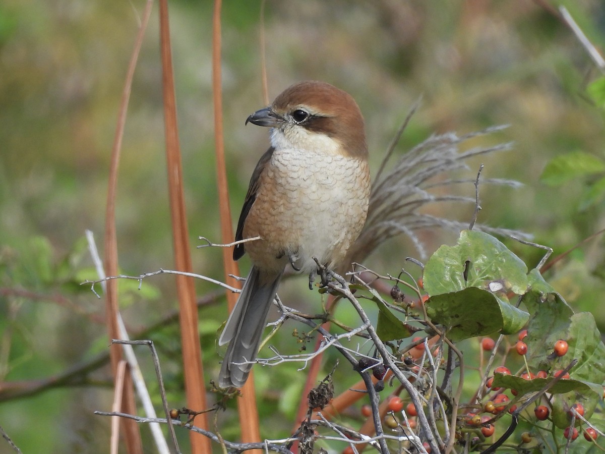 oksevarsler - ML645381928