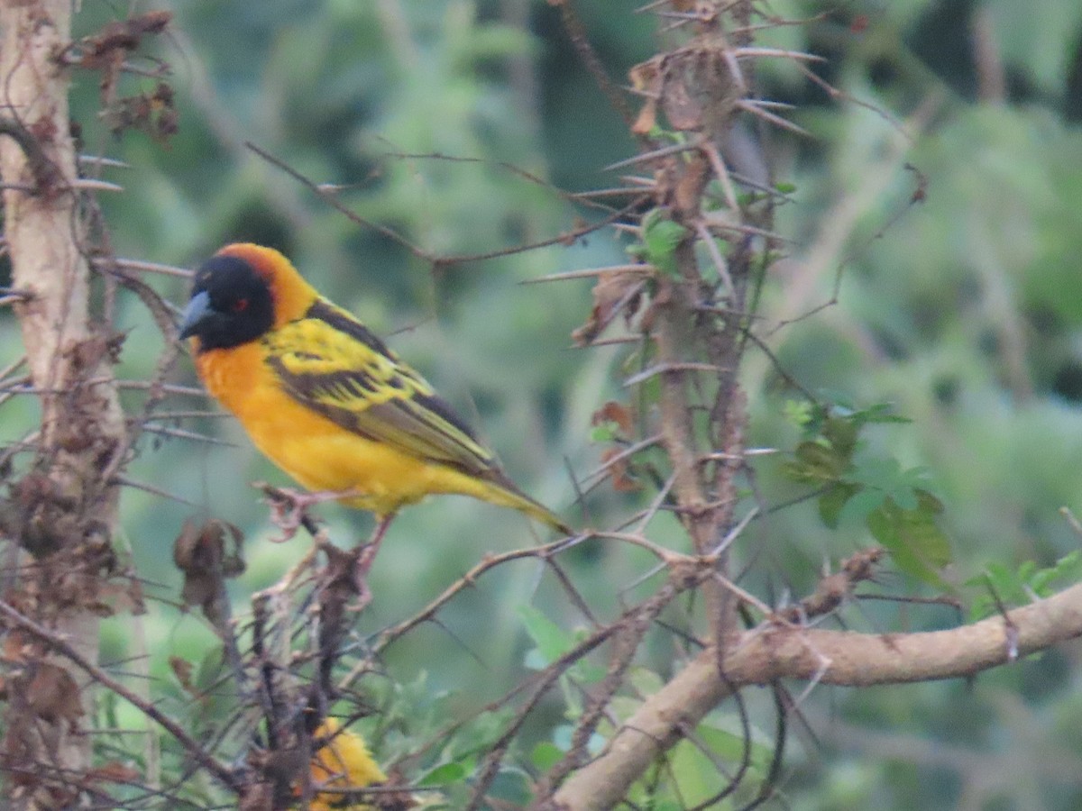 Village Weaver - ML645381929