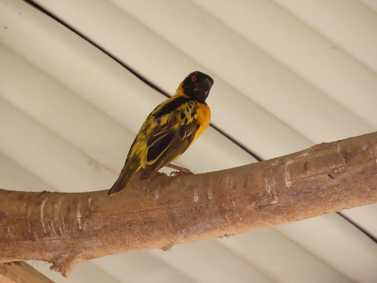 Village Weaver - ML645381930