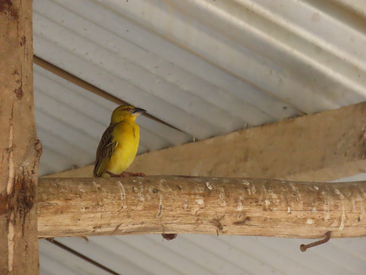 Village Weaver - ML645381931