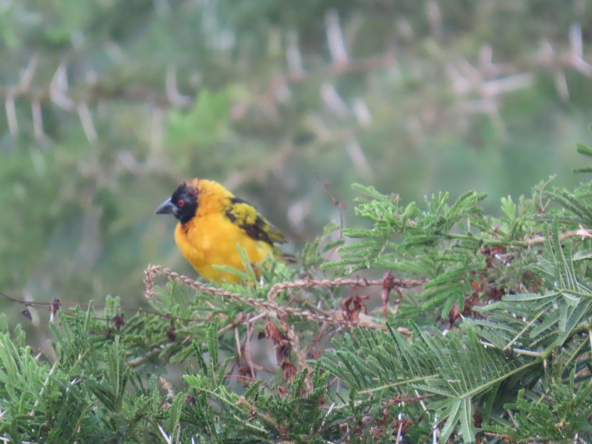 Village Weaver - ML645381932